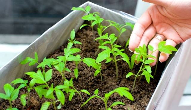 Growing tomatoes 