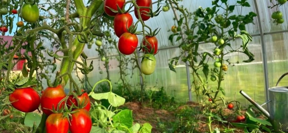 Growing tomatoes 