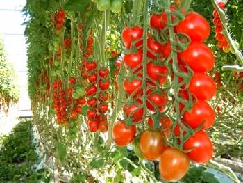 Growing tomatoes in a greenhouse