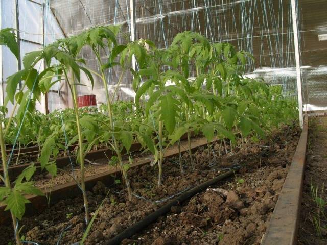 Growing tomatoes in a greenhouse