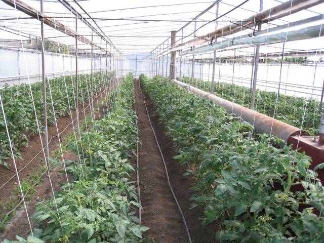 Growing tomatoes in a greenhouse