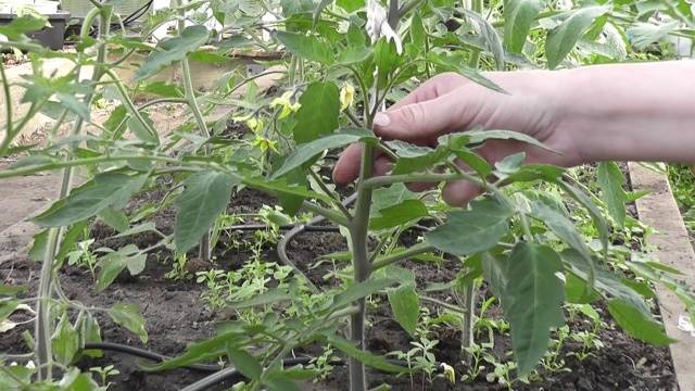 Growing tomatoes in a greenhouse