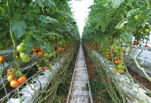 Growing tomatoes in a greenhouse