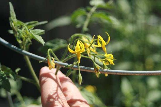 Growing tomatoes in a greenhouse