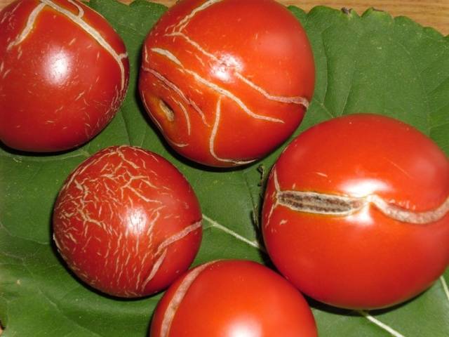 Growing tomatoes in a greenhouse