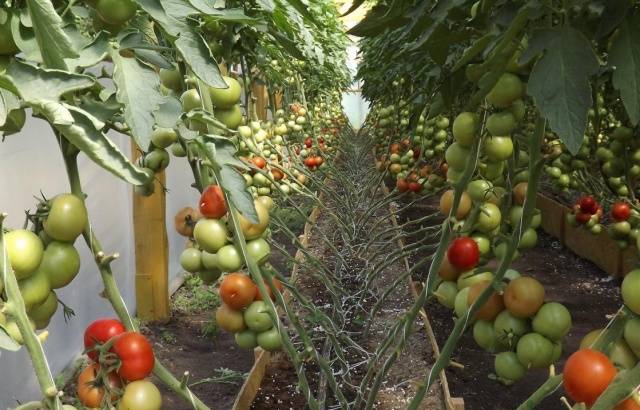 Growing tomatoes in a greenhouse – Healthy Food Near Me