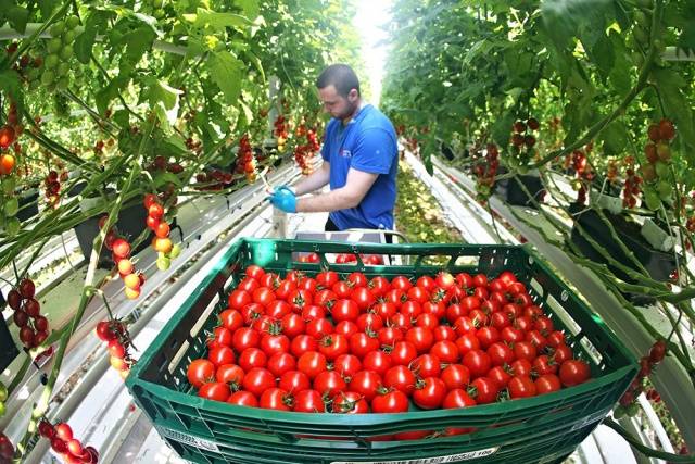 Growing tomatoes in a greenhouse