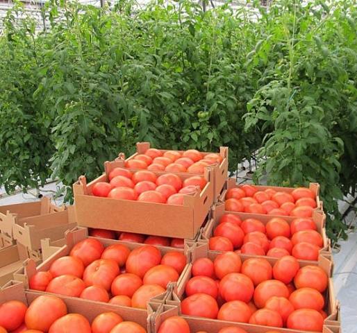 Growing tomatoes in a greenhouse