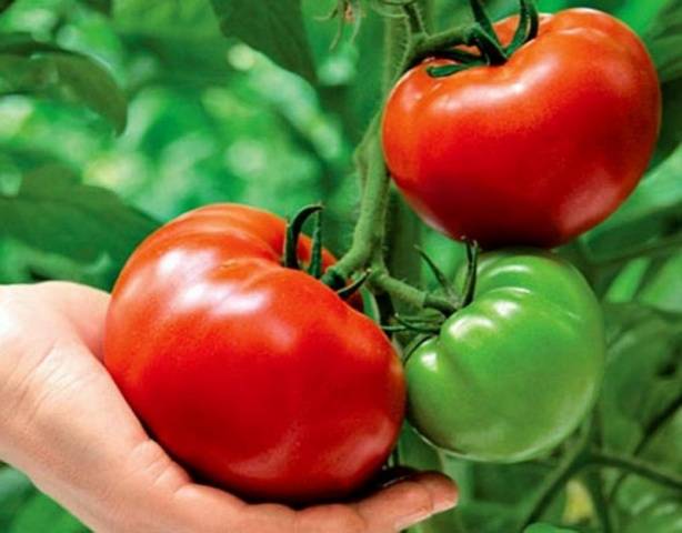 Growing tomatoes in a greenhouse