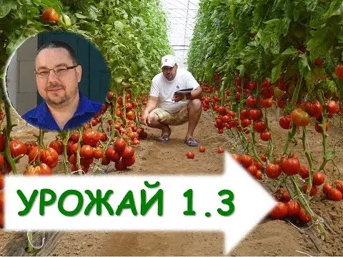 Growing tomatoes in a greenhouse