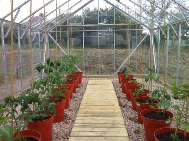 Growing tomatoes in a greenhouse