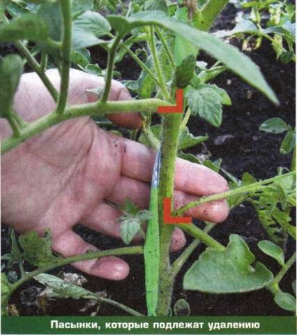 Growing tomatoes in a greenhouse