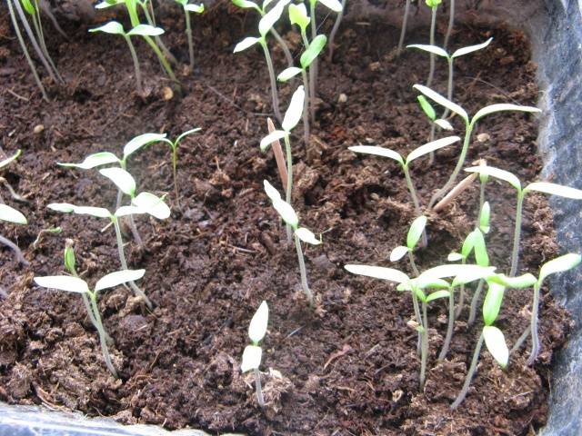 Growing tomatoes in a greenhouse