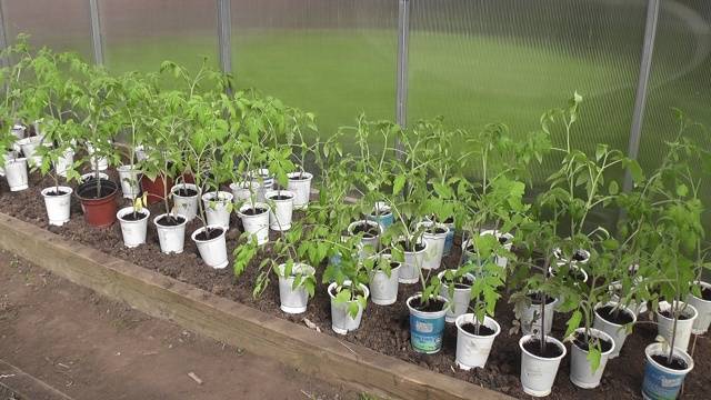 Growing tomatoes in a greenhouse