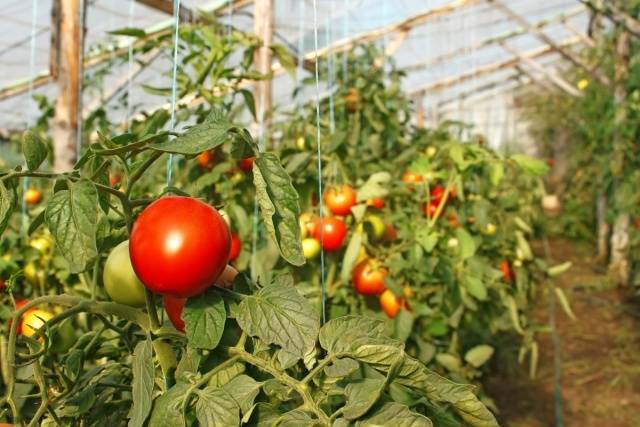 Growing tomatoes in a polycarbonate greenhouse