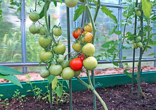 Growing tomatoes in a polycarbonate greenhouse