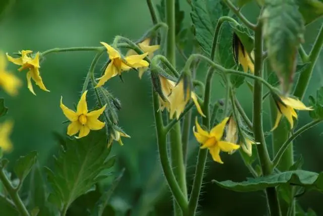 Growing tomatoes in a polycarbonate greenhouse