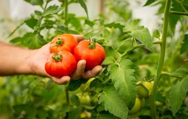 Growing tomatoes in a polycarbonate greenhouse