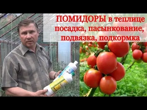 Growing tomatoes in a polycarbonate greenhouse