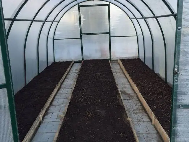 Growing tomatoes in a polycarbonate greenhouse