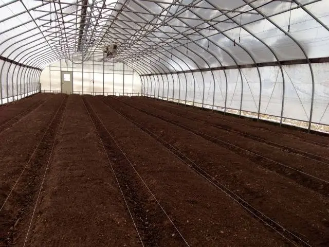 Growing tomatoes in a polycarbonate greenhouse