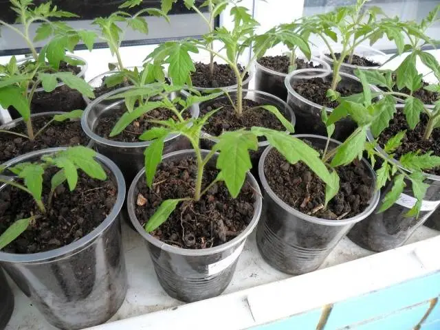 Growing tomatoes in a polycarbonate greenhouse