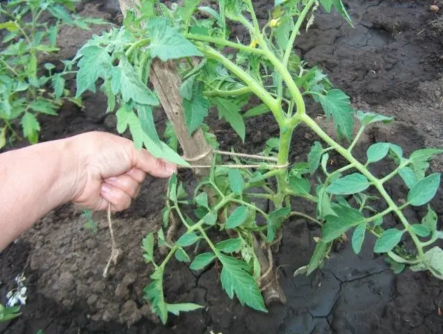 Growing tomatoes in a polycarbonate greenhouse