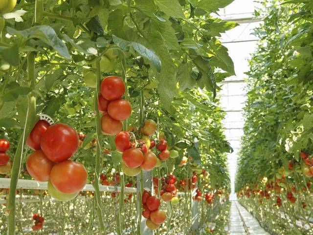 Growing tomatoes in a polycarbonate greenhouse