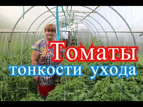 Growing tomatoes in a polycarbonate greenhouse