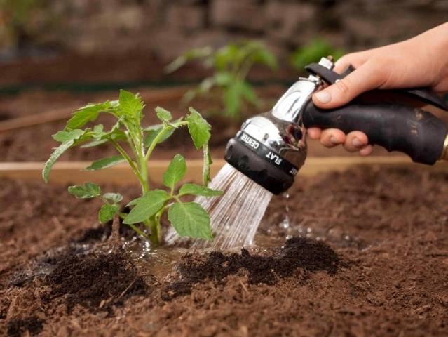 Growing tomatoes in a polycarbonate greenhouse