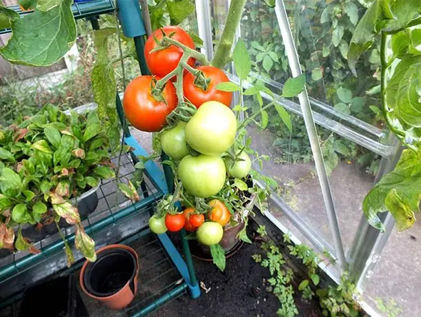 Growing tomatoes in a polycarbonate greenhouse