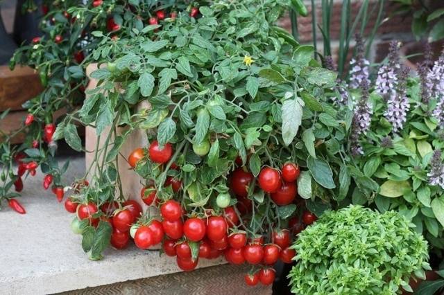 Growing tomatoes in buckets in a greenhouse