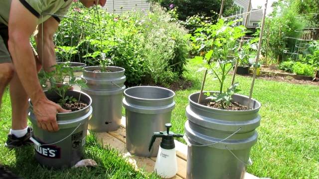 Growing tomatoes in buckets in a greenhouse