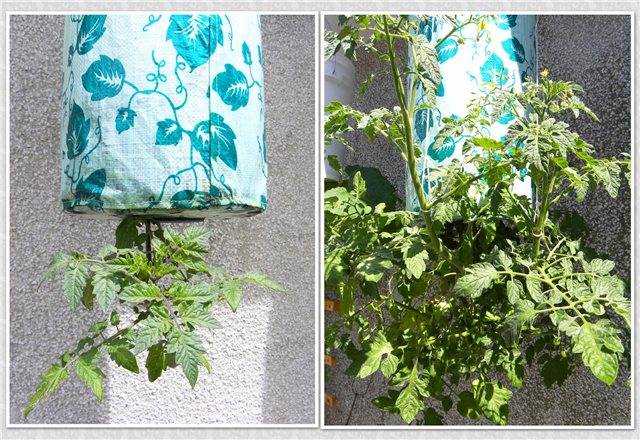 Growing tomatoes in buckets in a greenhouse