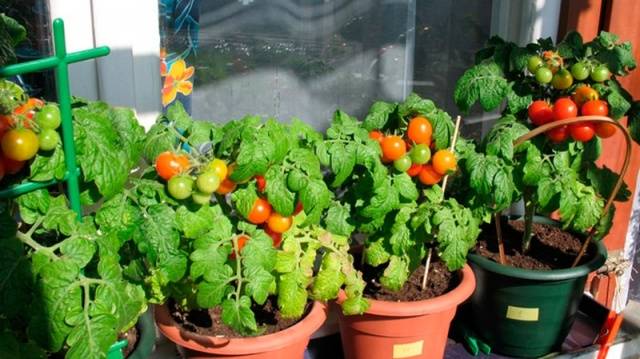 Growing tomatoes in buckets in a greenhouse