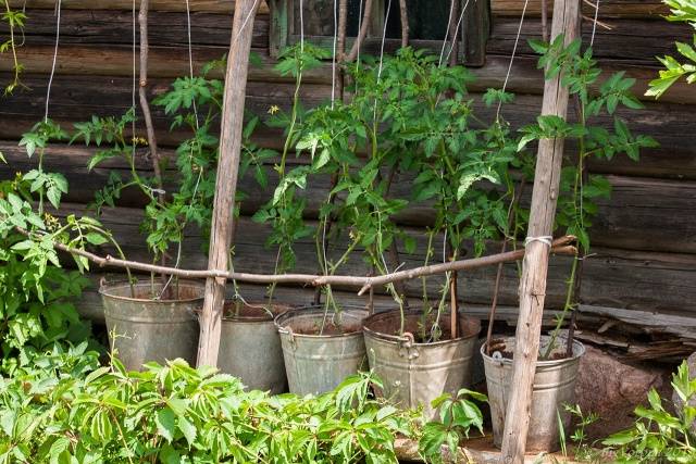 Growing tomatoes in buckets in a greenhouse