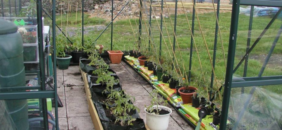 Growing tomatoes in buckets in a greenhouse