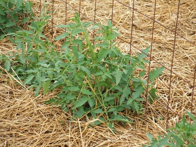 Growing tomatoes in Siberia