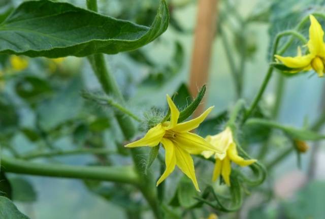 Growing tomatoes in Siberia