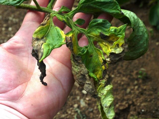 Growing tomatoes in Siberia