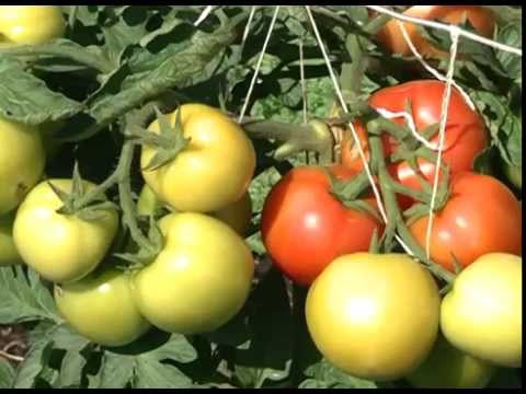 Growing tomatoes in Siberia