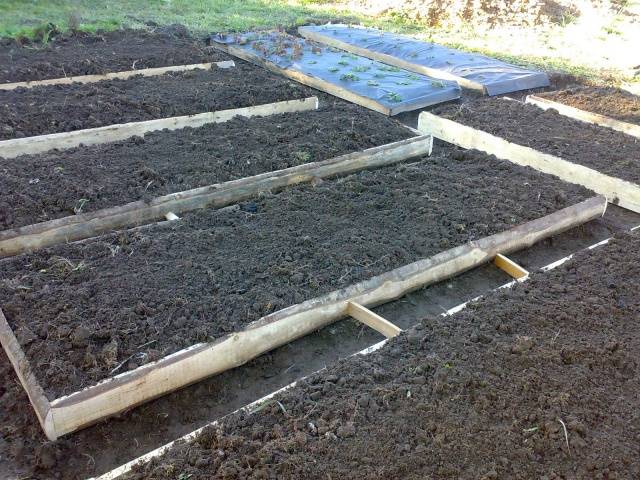 Growing tomatoes in Siberia