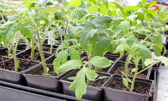 Growing tomatoes in Siberia