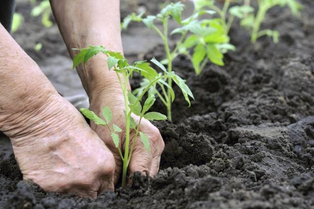 Growing tomatoes in Siberia