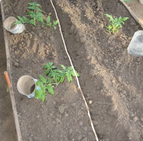 Growing tomatoes in Siberia