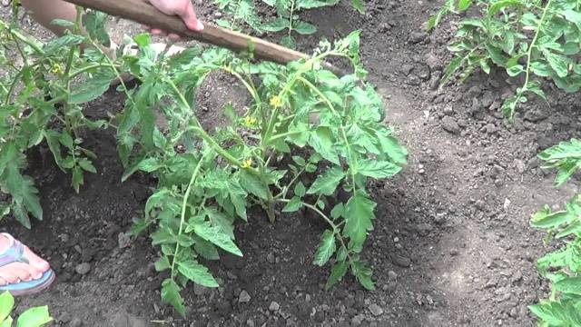 Growing tomatoes in Siberia