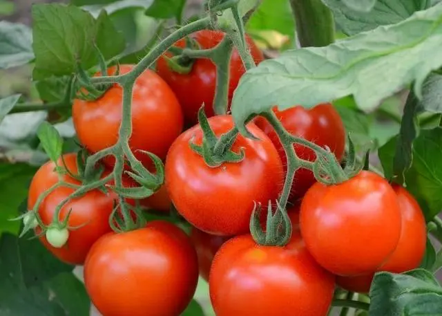 Growing tomatoes in the open field and in a greenhouse in the Moscow region 