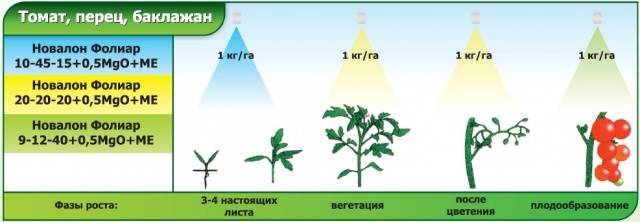 Growing tomatoes in the open field and in a greenhouse in the Moscow region 