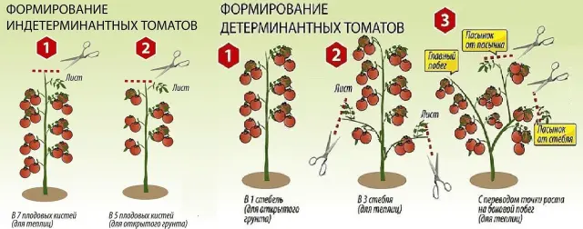 Growing tomatoes in the open field and in a greenhouse in the Moscow region 