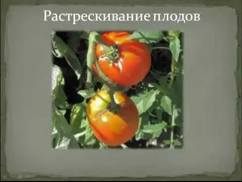 Growing tomatoes in the open field and in a greenhouse in the Moscow region 